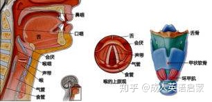 零基础自学英语的高效步骤插图(1)